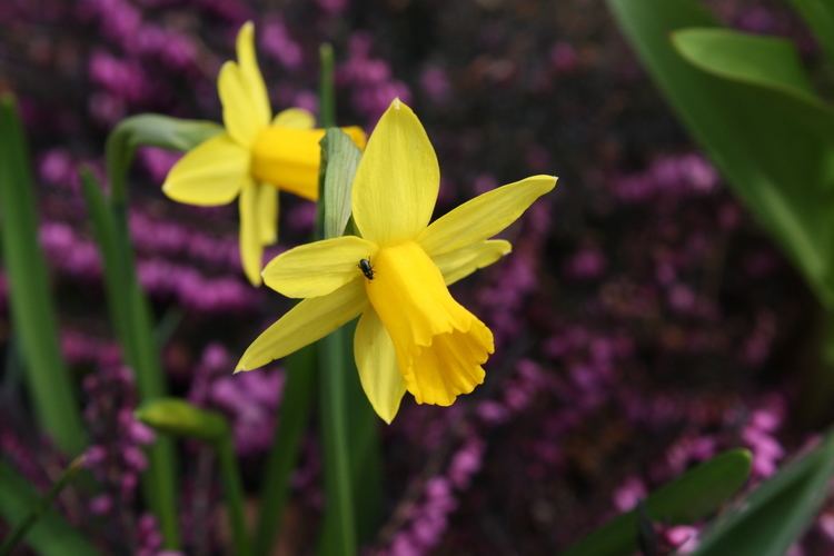 Narcissus cyclamineus FileNarcissus Cyclamineus Tete a Tetejpg Wikimedia Commons