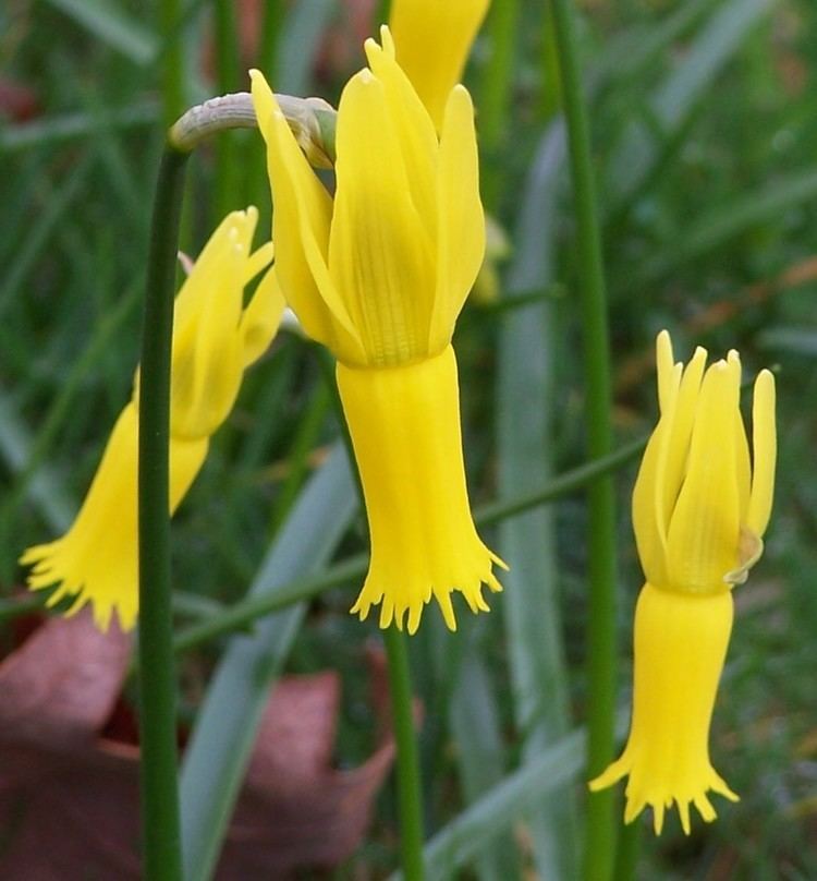 Narcissus cyclamineus wwwtwelvenunnscouknurserywpcontentuploadsN
