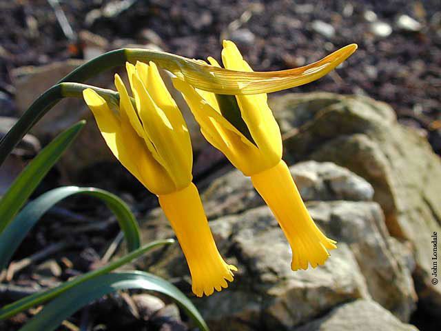 Narcissus cyclamineus Pacific Bulb Society Narcissus Species C