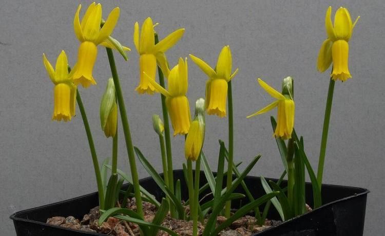Narcissus cyclamineus Scottish Rock Garden Club gtBulb Log