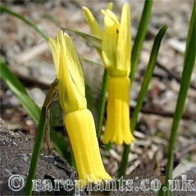 Narcissus cyclamineus Narcissus cyclamineus RarePlants