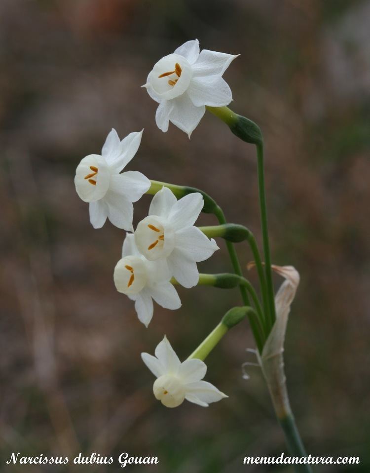 Narcissus dubius Menuda Natura Narcissus dubius Gouan
