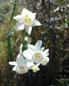 Narcissus dubius Narcisse douteux Wikipdia