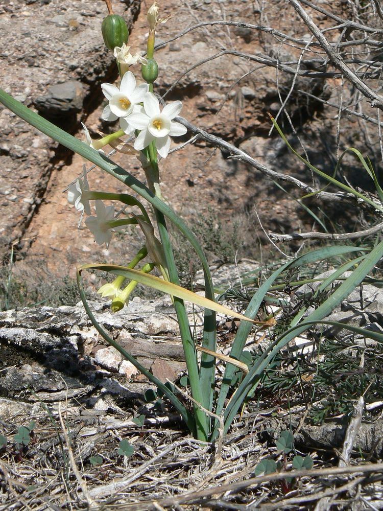 Narcissus dubius httpsuploadwikimediaorgwikipediacommons77