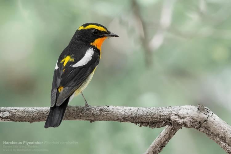 Narcissus flycatcher Narcissus Flycatcher Ficedula narcissina videos photos and sound