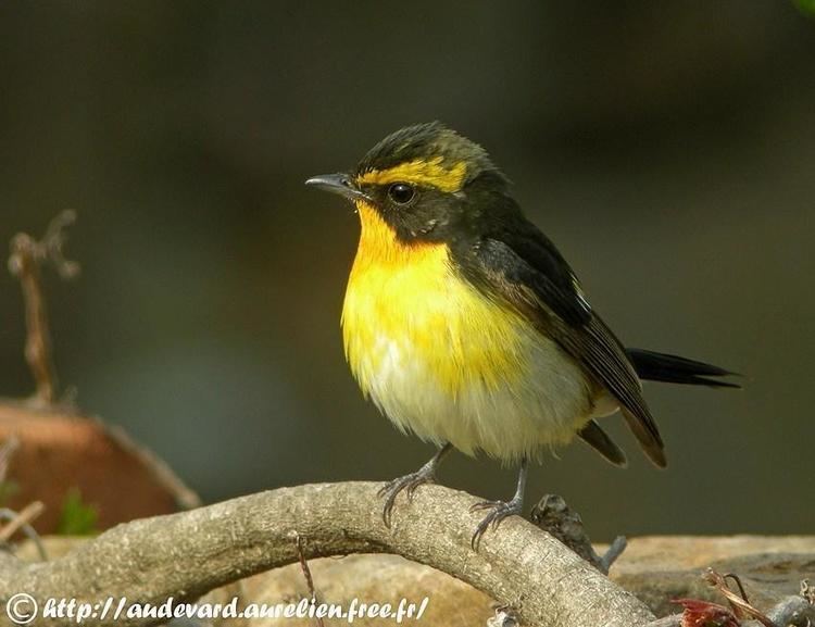 Narcissus flycatcher Narcissus Flycatcher Ficedula narcissina videos photos and sound