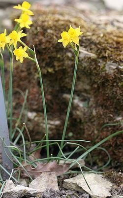 Narcissus gaditanus httpsuploadwikimediaorgwikipediacommonsthu