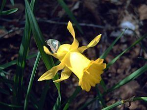 Narcissus hispanicus httpsuploadwikimediaorgwikipediacommonsthu