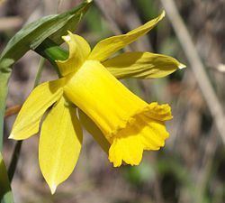 Narcissus longispathus httpsuploadwikimediaorgwikipediacommonsthu