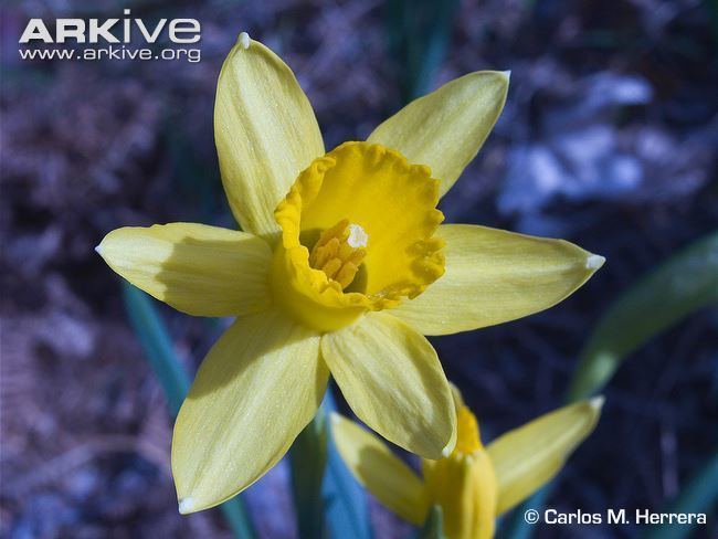 Narcissus longispathus Narcissus videos photos and facts Narcissus longispathus ARKive