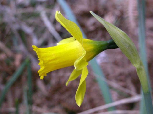 Narcissus longispathus Natural history and research on Narcissus longispathus