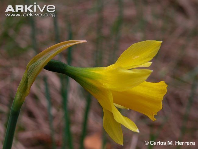 Narcissus longispathus Narcissus photo Narcissus longispathus G82859 ARKive