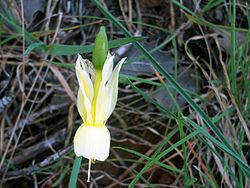 Narcissus pallidulus httpsuploadwikimediaorgwikipediacommonsthu