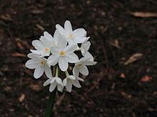 Narcissus papyraceus httpsuploadwikimediaorgwikipediacommonsthu