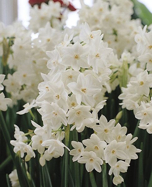 Narcissus papyraceus Buy paperwhite tazetta daffodil bulbs Narcissus papyraceus 39Ziva