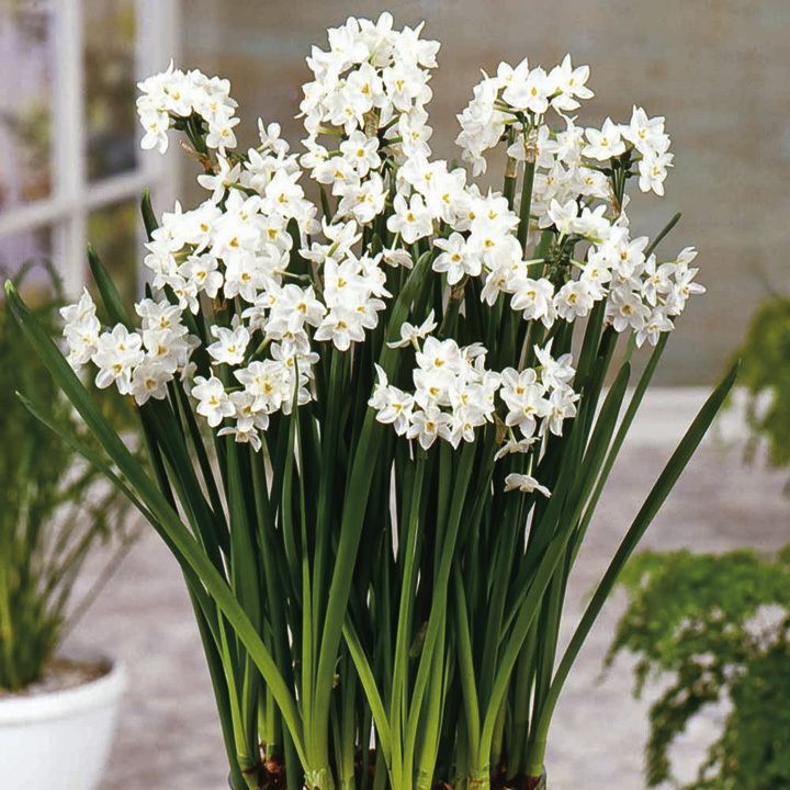 Narcissus papyraceus papyraceus Bulbs