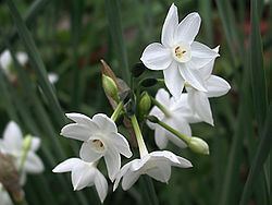 Narcissus papyraceus Narcissus papyraceus Wikispecies