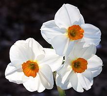 Narcissus (plant) httpsuploadwikimediaorgwikipediacommonsthu