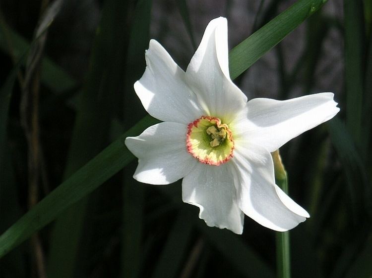 Narcissus (plant) Narcissus plant Wikipedia