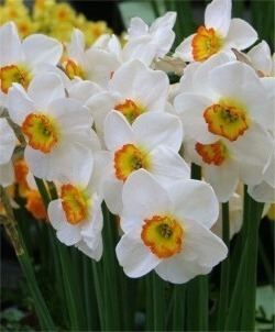 Narcissus (plant) Narcissus Hort Tips
