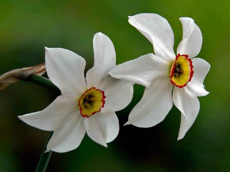 Narcissus poeticus Narcissus poeticus Poet39s Narcissus World of Flowering Plants