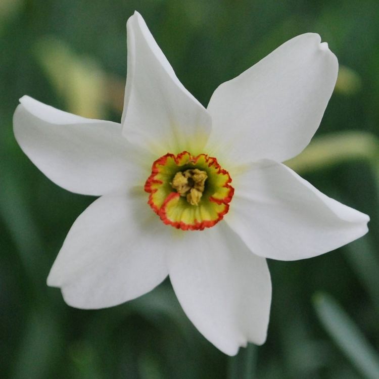 Narcissus poeticus Narcissus poeticus var recurs AGM Pheasant39s Eye narcissus Rose