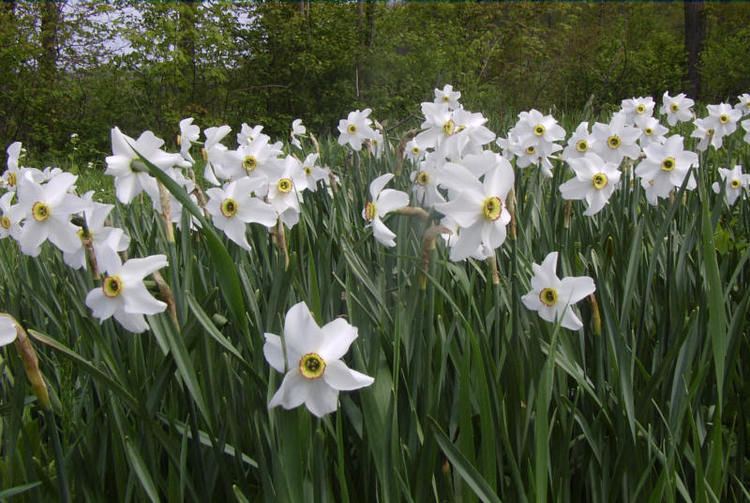 Narcissus poeticus Heirloom Narcissus