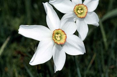 Narcissus poeticus Narcissus poeticus var recurvus 13 old pheasant39s eyeRHS Gardening