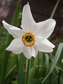 Narcissus poeticus httpsuploadwikimediaorgwikipediacommonsthu