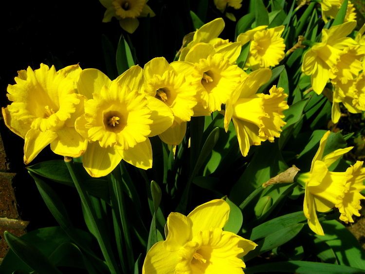 Narcissus pseudonarcissus FileNarcissus pseudonarcissus daffodills 1jpg Wikimedia Commons