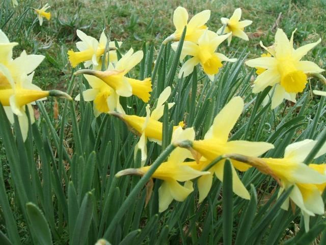 Narcissus pseudonarcissus Pacific Bulb Society Narcissus pseudonarcissus