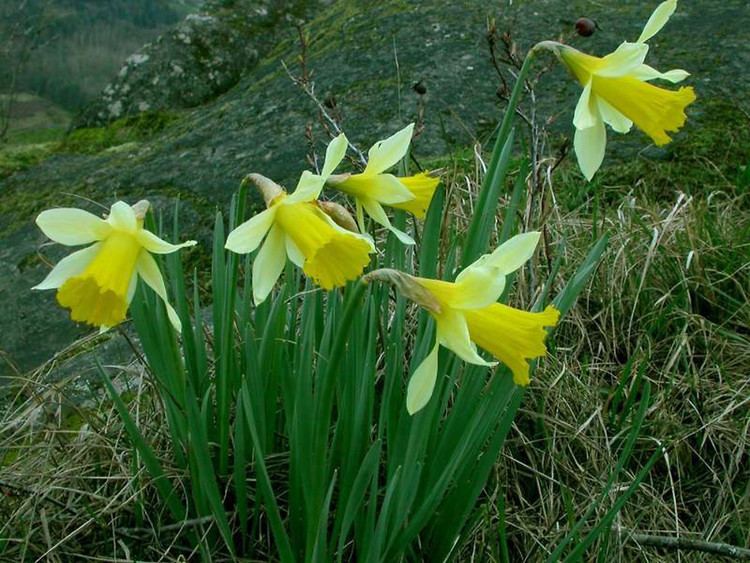 Narcissus pseudonarcissus Narcissus pseudonarcissus common daffodil Go Botany