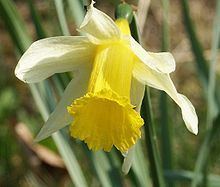 Narcissus pseudonarcissus httpsuploadwikimediaorgwikipediacommonsthu