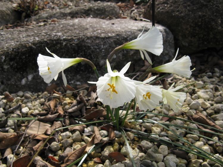 Narcissus romieuxii FileNarcissus romieuxii ssp albidus var zaianicus f zaianicus2jpg