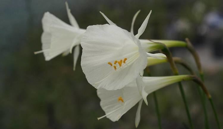 Narcissus romieuxii Scottish Rock Garden Club gtBulb Log