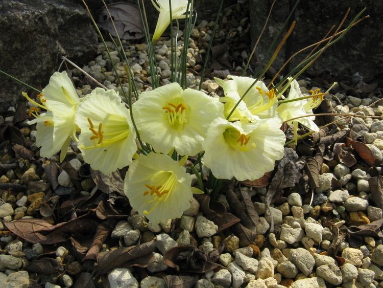 Narcissus romieuxii Narcissus romieuxii var mesatlanticus Narcissus romieuxii
