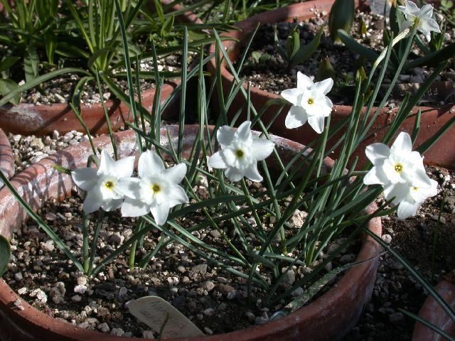 Narcissus rupicola Pacific Bulb Society Narcissus Species QZ