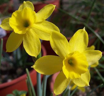 Narcissus rupicola Pottertons Nursery Narcissus rupicola