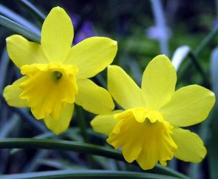 Narcissus rupicola Scottish Rock Garden Club gtBulb Log