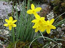Narcissus rupicola httpsuploadwikimediaorgwikipediacommonsthu