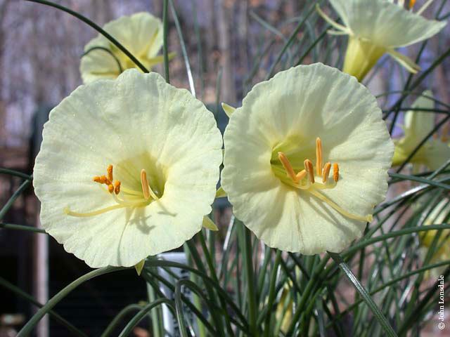 Narcissus rupicola Pacific Bulb Society Narcissus Species QZ