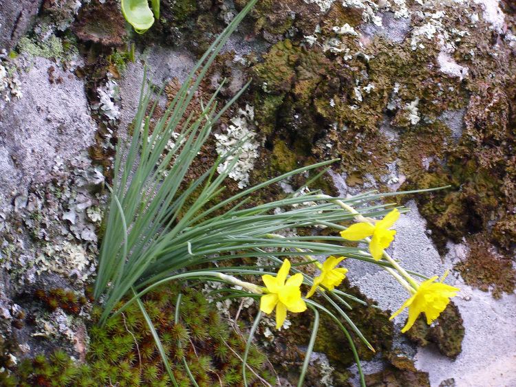Narcissus rupicola FileNarcissus rupicola Habito 2011309 PtoNiefla SierraMadronajpg