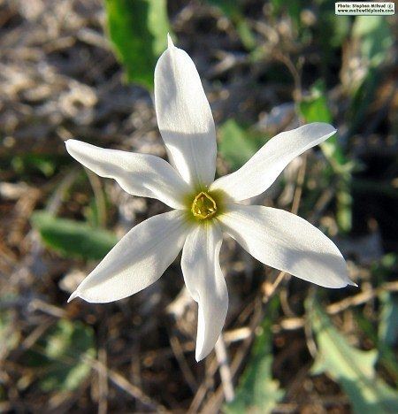 Narcissus serotinus wwwmaltawildplantscomAMRYPicsNRCSENRCSENarc
