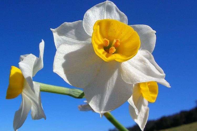 Narcissus tazetta Narcissus tazetta