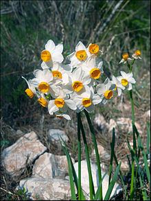 Narcissus tazetta httpsuploadwikimediaorgwikipediacommonsthu
