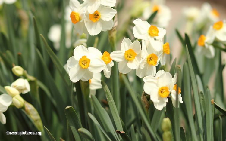 Narcissus tazetta Narcissus tazetta Bunchflower daffodil Paperwhite daffodil