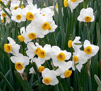 Narcissus tazetta Narcissus tazetta Japan39s paperwhite