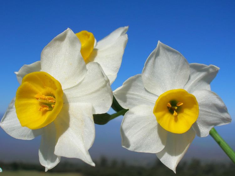 Narcissus tazetta Plants amp Flowers Narcissus tazetta