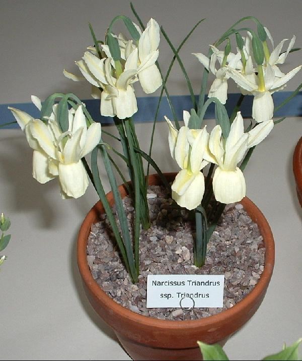 Narcissus triandrus Narcissus triandrus ssp triandrus Plant Portraits Alpine Garden