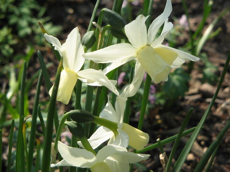 Narcissus triandrus FileNarcissus triandrus cvjpg Wikimedia Commons